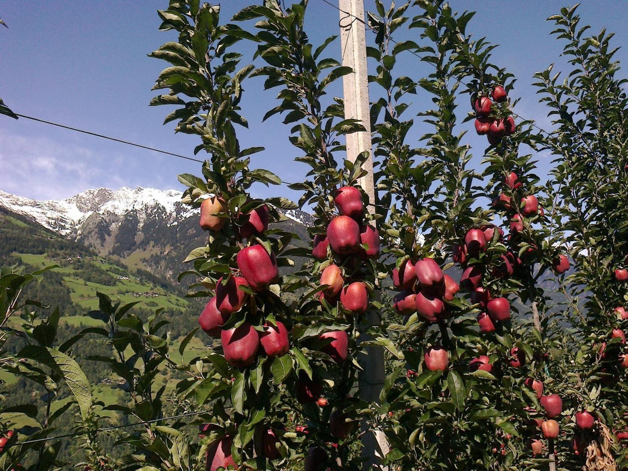 Zimmervermietung Groeberhof Schenna Dış mekan fotoğraf